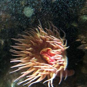 Meet your Posher, Afshan